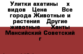 Улитки ахатины  2-х видов › Цена ­ 0 - Все города Животные и растения » Другие животные   . Ханты-Мансийский,Советский г.